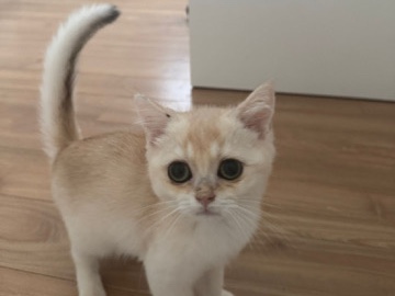 British shorthair kitty