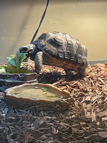 turtle – Red Footed Tortoise