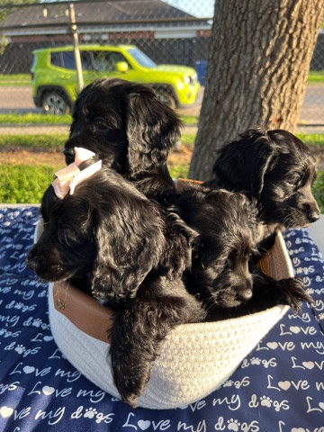 English Cocker Spaniel – English cocker Spaniel