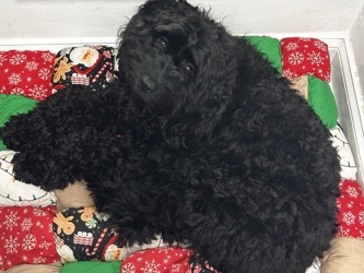 Cavalier King Charles Spaniel – Luna / cockapoo – Philadelphia