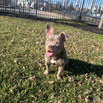 American Bulldog – Exotic bully frenchie/bully mix