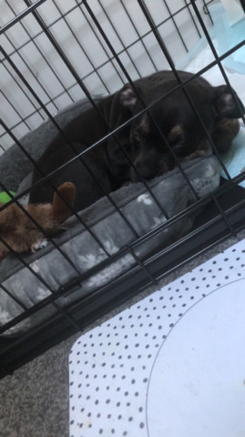 Rottweiler – 10 week old female Rottweiler X Staffordshire bull terrier puppy