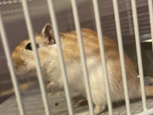 Gerbil – female gerbil – Middlesbrough