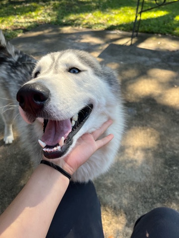 Siberian Husky – dog