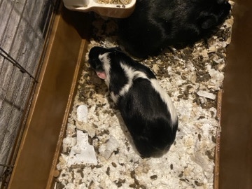 Young Female Guinea Pig – Black & White, Cage Included