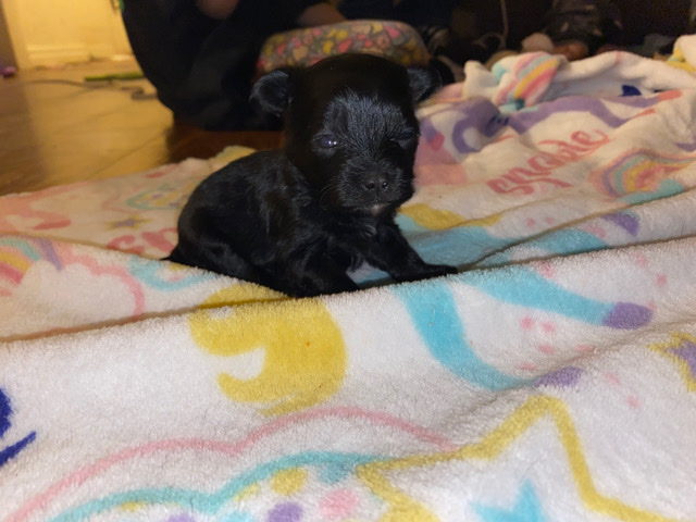 Yorkshire Terrier – Yorky poohs