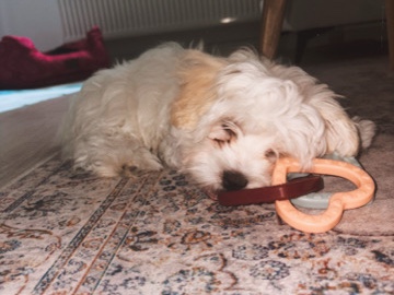 Malteser Welpe sucht dringend ein Zuhause 💗