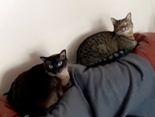 two loving cats in need of a loving home – Denver