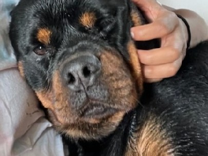 Rottweiler – German Rottweiler – Indianapolis