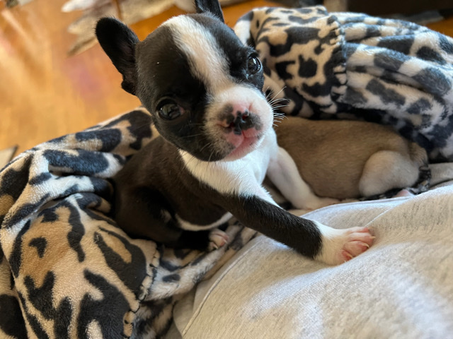 French Bulldog – puppies