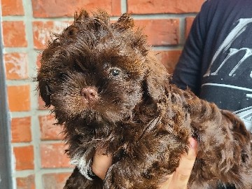 Shih Tzu – AKC Shihtzus – Lake Charles
