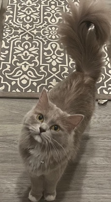 Ragdoll – Ragdoll cat
