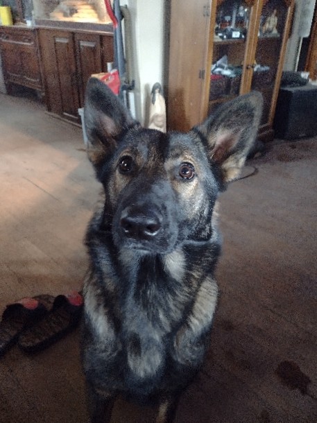German Shepherd – AKC German shepherd