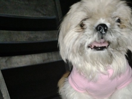 Shih Tzu - Re-home  available for adoption in Phoenix