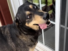 Mixed Breed – Sweet Girl found Not Chipped – Battlefield