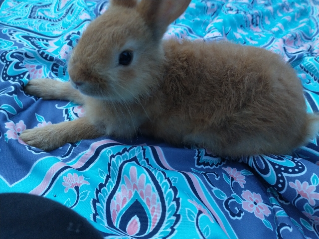 American – Baby Bunny's for sale