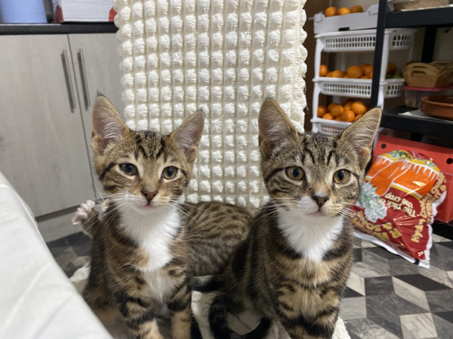 Russian White, Black and Tabby - lovely kitten looking for a new home! available for adoption in Bradford