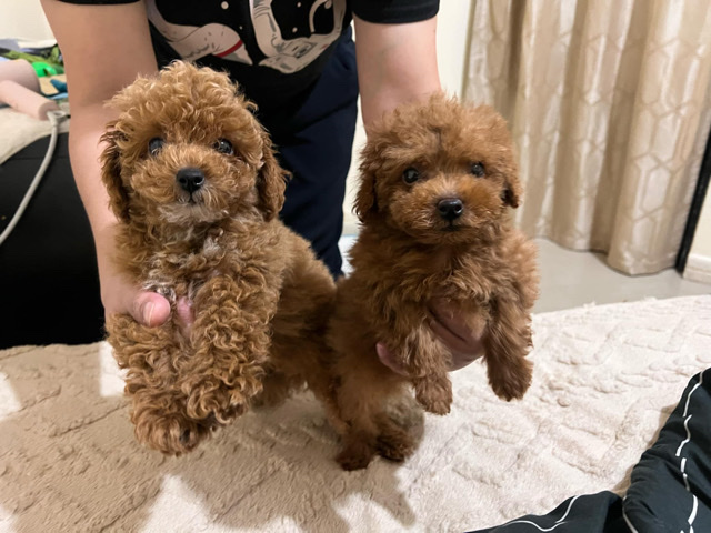 Poodle - teacup size toy poodle available for adoption in Dubai