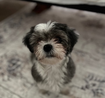 Shih Tzu – Rehome Shi Tzu Dog