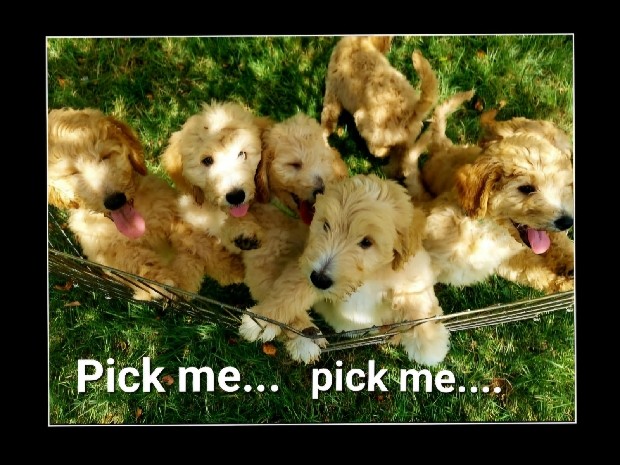 Goldendoodle – Goldendoodle Girls – Vernon
