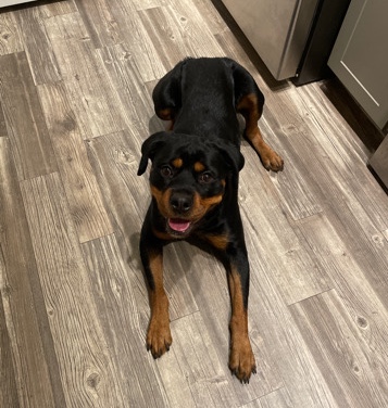 Rottweiler – 2 YO Female Rottweiler for sale