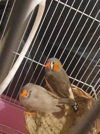 oiseau diamant mandarin