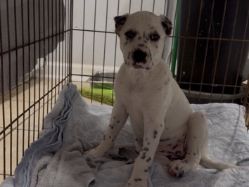 Dalmatian – Dalmatian X Dogo Argentino puppies – Flowery Branch