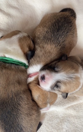 Pembroke Welsh Corgi – stunning KC corgi puppies