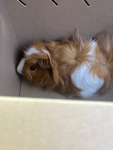 Guniea pig
