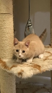 kittens for sale