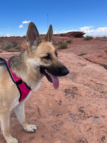 German Shepherd – Rehoming German Shepard 2 year old
