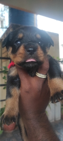 Rottweiler puppies