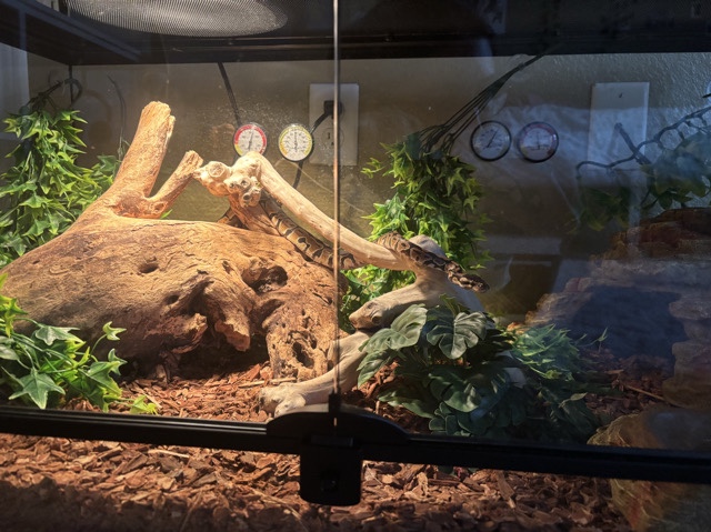 Ball Python for Sale