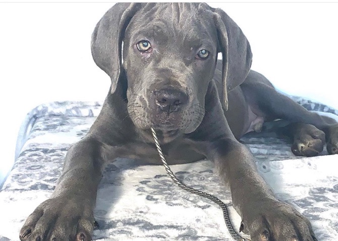 Cane Corso – Selling A Beautiful Cane Corso In Atl Named Rock ❤️