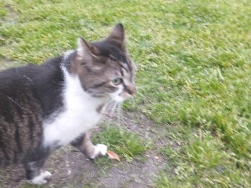 Image of European Shorthair