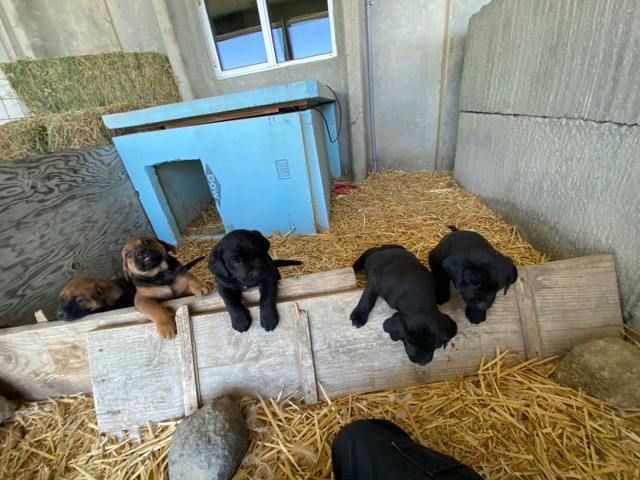 English Mastiff – mastiff puppies