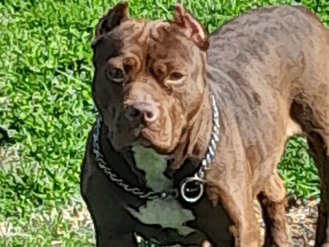 American Bulldog – Pocket Bullies for sale to a good home – Louisville
