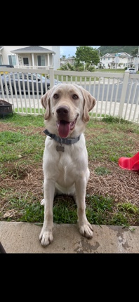 Labrador Retriever – Labrador Retriever