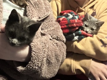 2 kittens – Wauseon