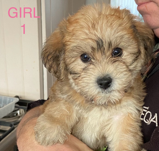 Yorkshire Terrier – Yorkie Bichon Puppies