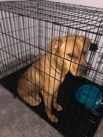 Boxer – Boxer/ Pit