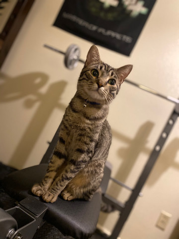 Russian White, Black and Tabby – Bart the most loving cat