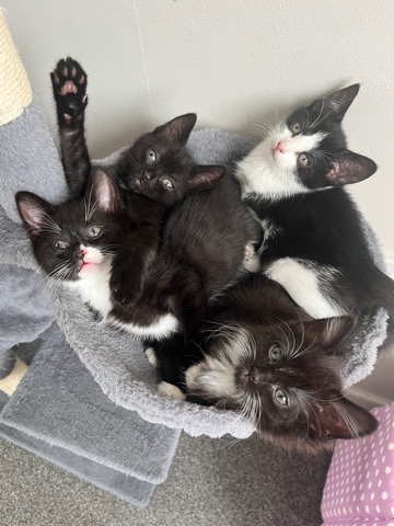 8 Week Old Kittens
