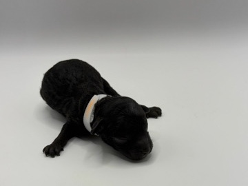 Poodle – Orion-Toy Poodle male – Sumter