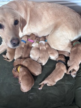 Labrador Retriever – Stunning litter of 11 labradors – Scunthorpe