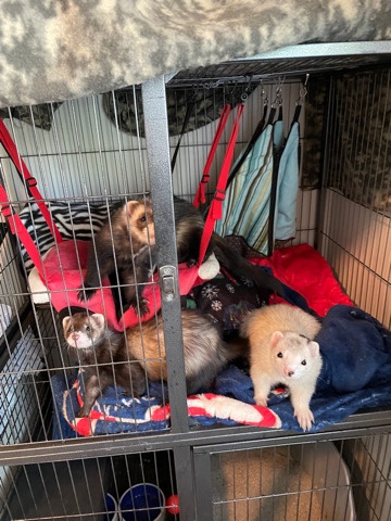 ferret – Ferrets