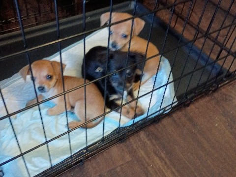 Chihuahua – Sweet Chihuahua Puppies for Sale in Taylors – Taylors