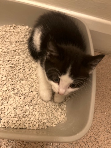 4 Kittens for FREE