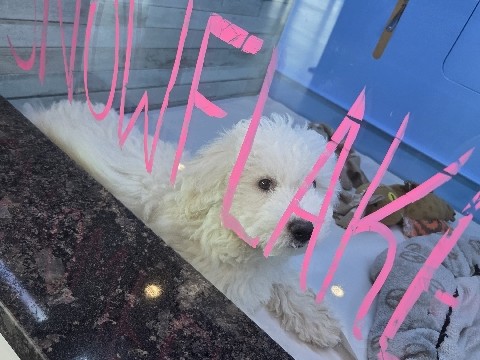 Bichon Frise – 5 month old frishon bischon – Manchester