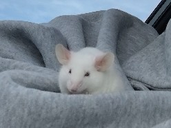 Mouse – 🐁 INSTANT REHOME! ( COMPLETELY FREE) – Ocala